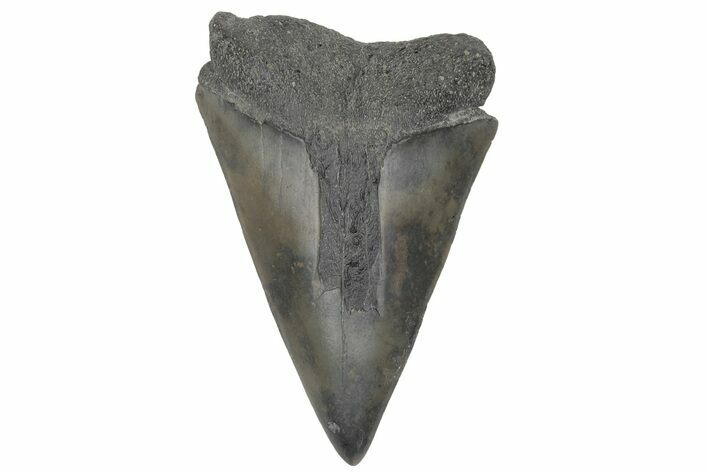 Fossil Broad-Toothed Mako Tooth - South Carolina #214603